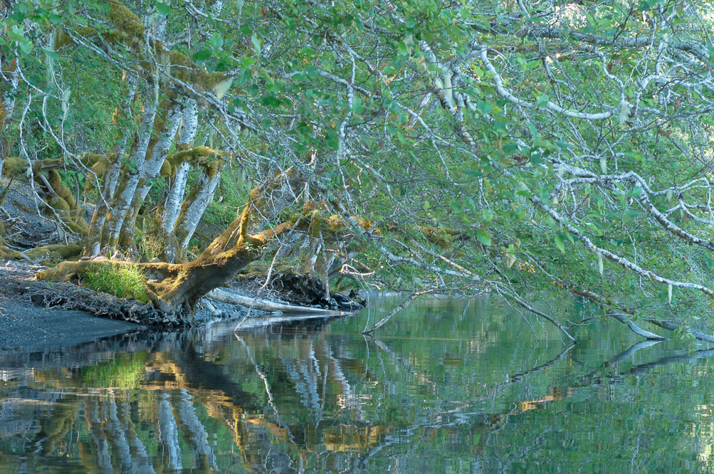 . Morning Red Alder, Lake Crescent, Washington