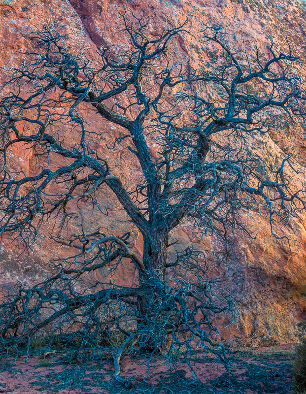 Cottonwood at Sunset, Arches National Park, Moab, Utah