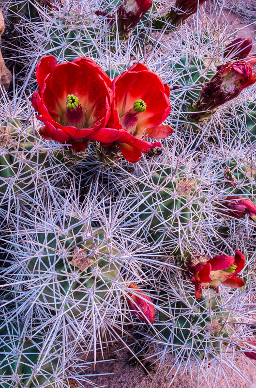 Claret Cup Cactus, Moab, Utah