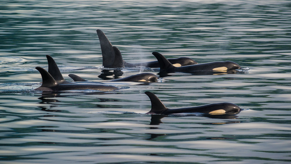 Killer Whales,  Johnstone Strait, Vancouver Island, British Columbia, Canada