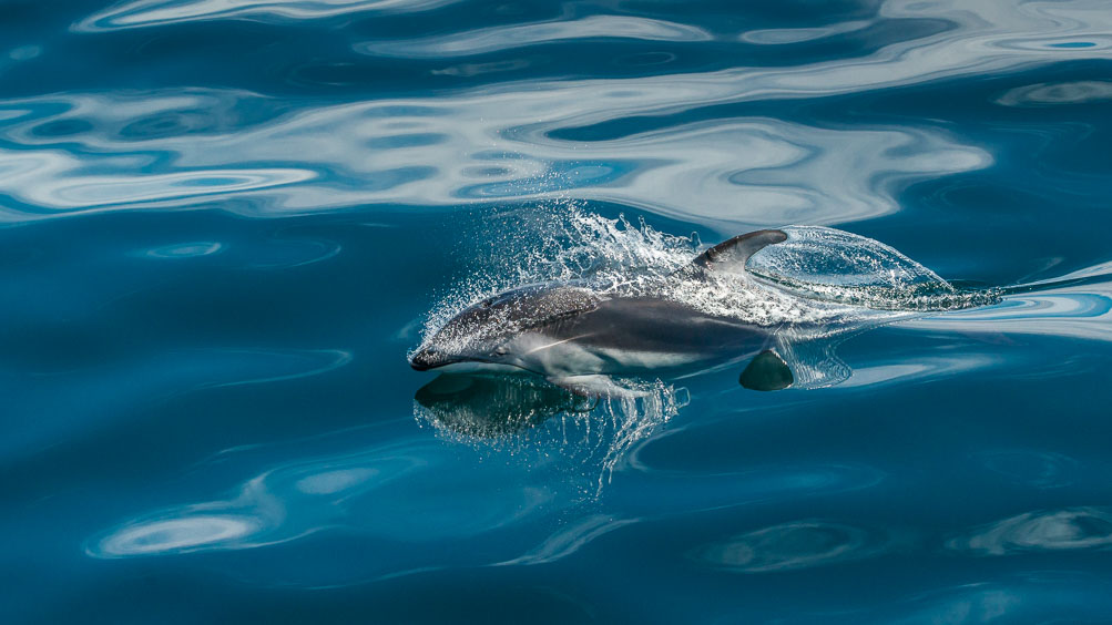 White sided Dolphin on Johnstone Strait. Beautiful form and clear water.