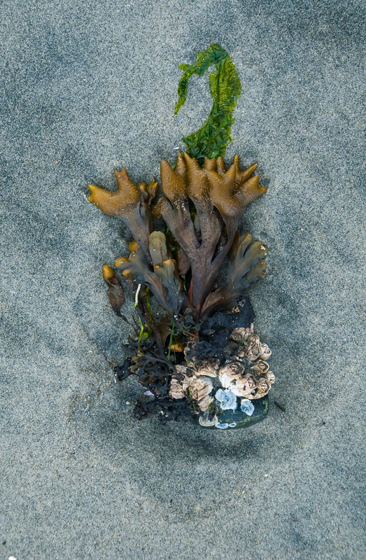 Beach sculpture on Vancouver Island