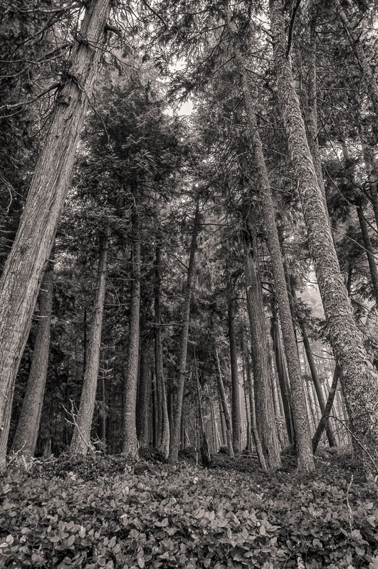 Old growth forest, Malcolm Island, British Columbia