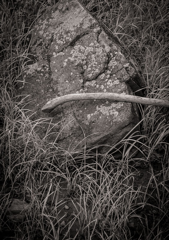 Low tide walking stick potential