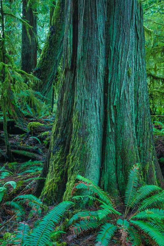 Cedar Grove, Western Red Cedar, Olympic National Park, Washington