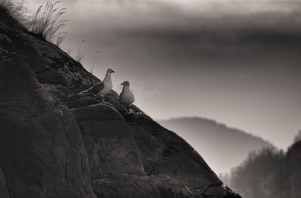 Sea Gull Pair, Jervis Inlet, BC