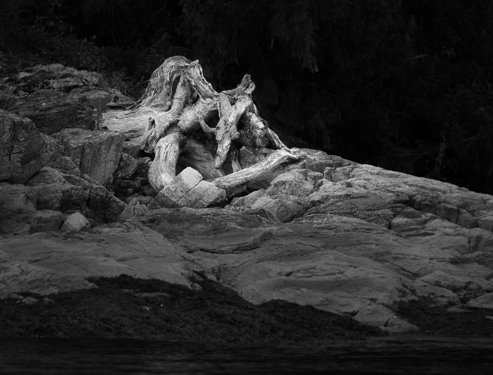 Beach Creature, Jervis Inlet, BC