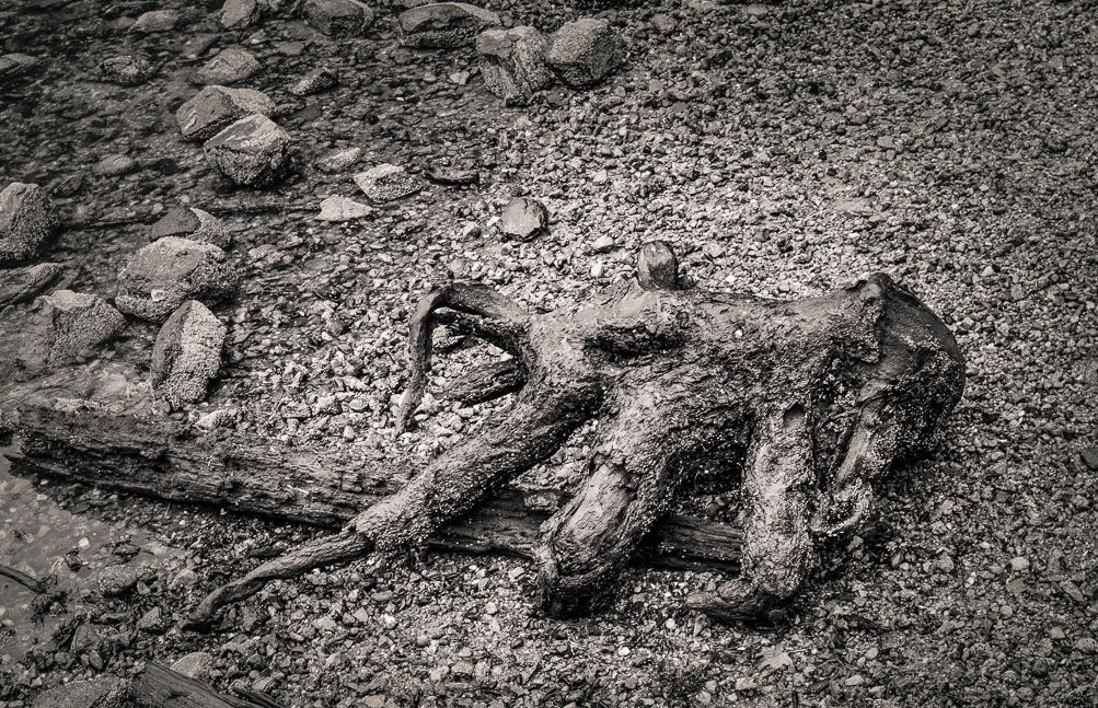 Log Octopus, Jervis Inlet, BC. It was gone the next day.