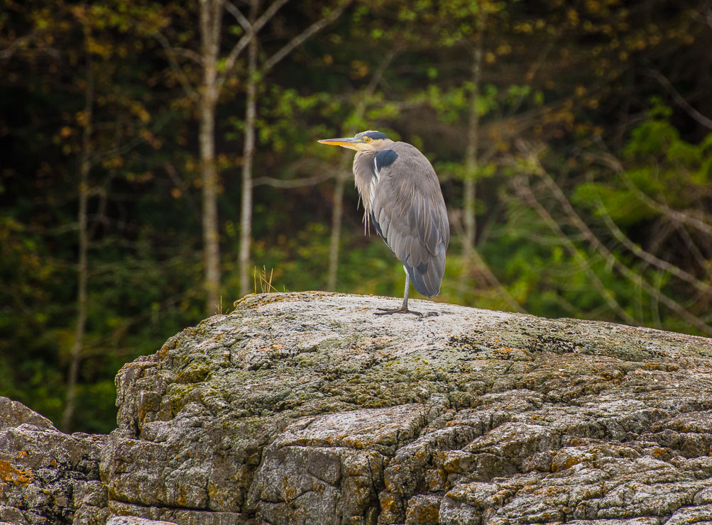 Resting Great Blue Heron, Okeover Inlet