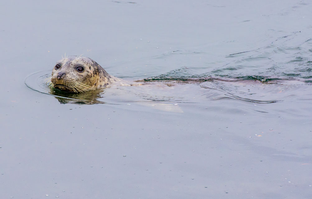 Another curious approach by a Harbor Seal.