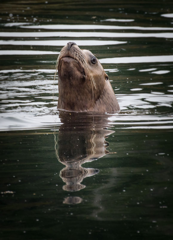 Checking me out next to the Kayak,  Stellar Sea Lion, Malapina Inlet