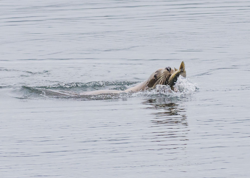 Salmon Feast, Stellar Sea Lion