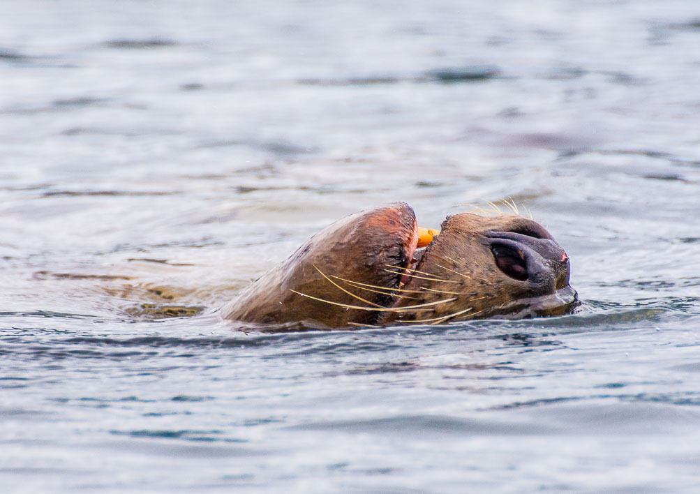 Teeth and Whiskers close to my boat.