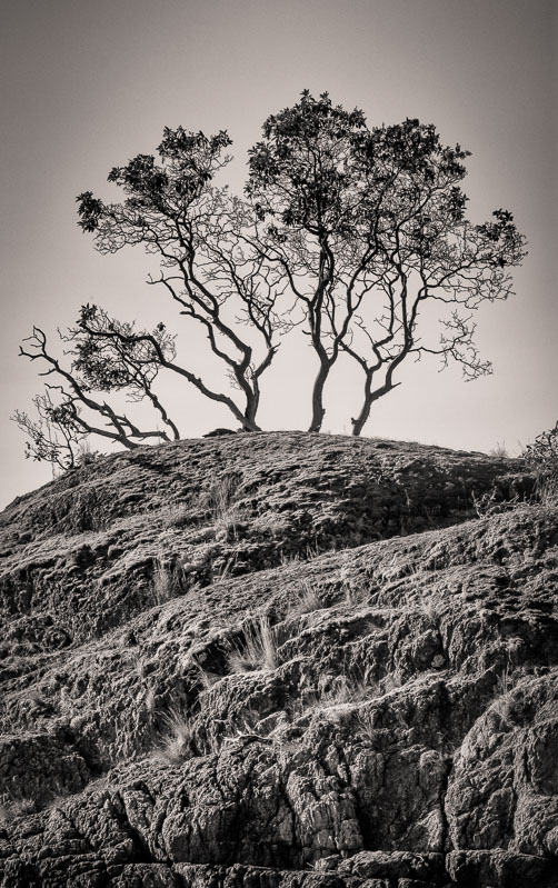 Weathered Pacific Madrone (Arbutis),