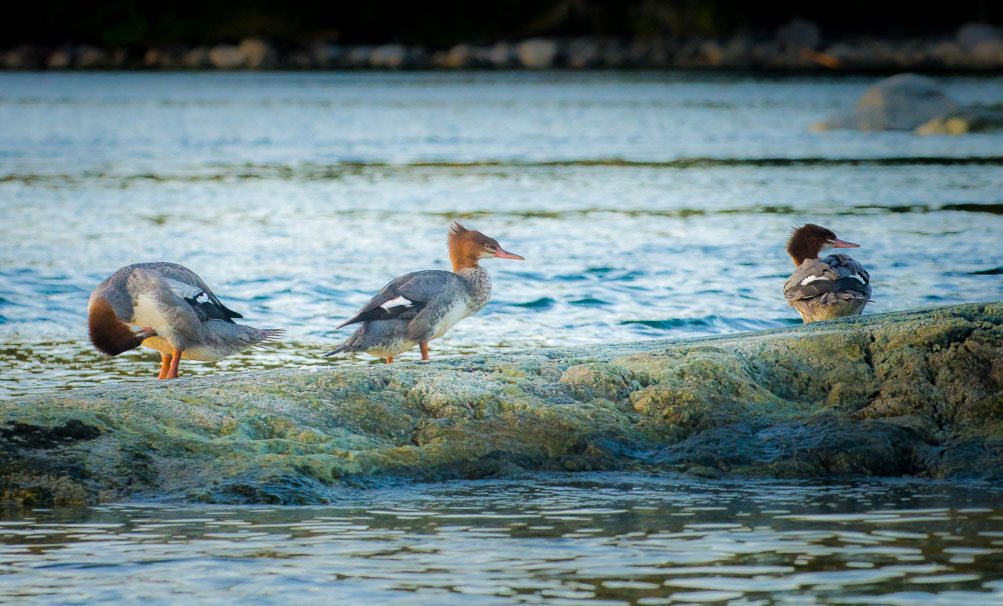 Approachable Common Mergansers in evening light