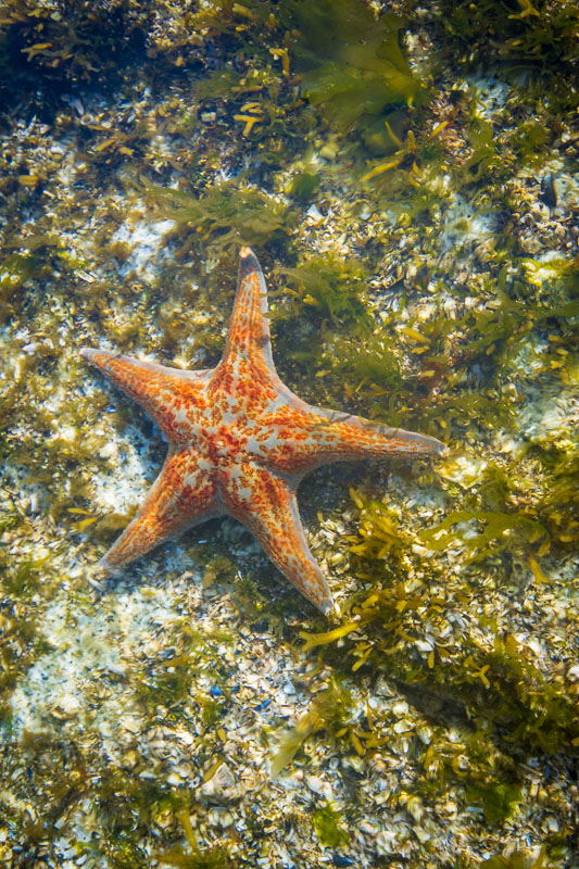 Lovely Bat Star, Desolation Sound