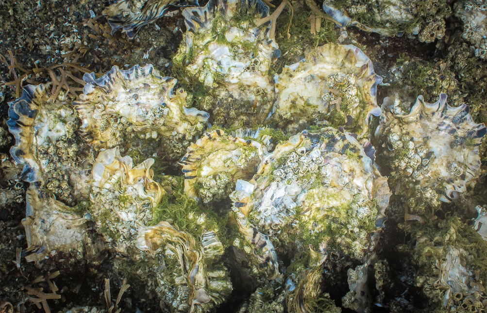 Prize Oysters, Desolation Sound