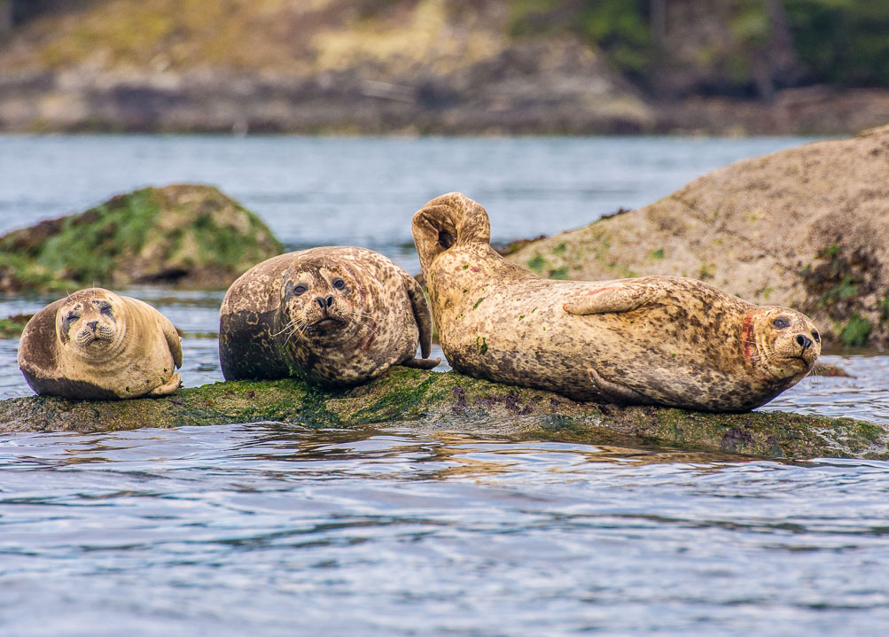 Resting Harbor Seal Family