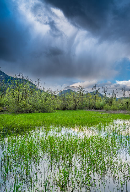 Emerging Spring, Columbia Gorge, Washington