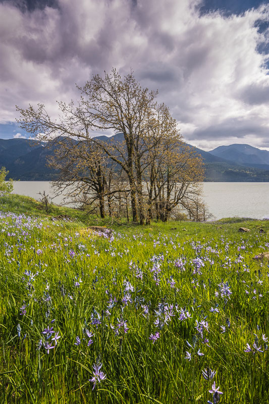 Camas and Clouds, Columbia Gorge, Washington