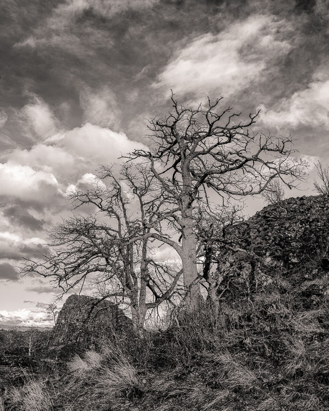 Garry Oak in the Clouds, Columbia Gorge, Washington