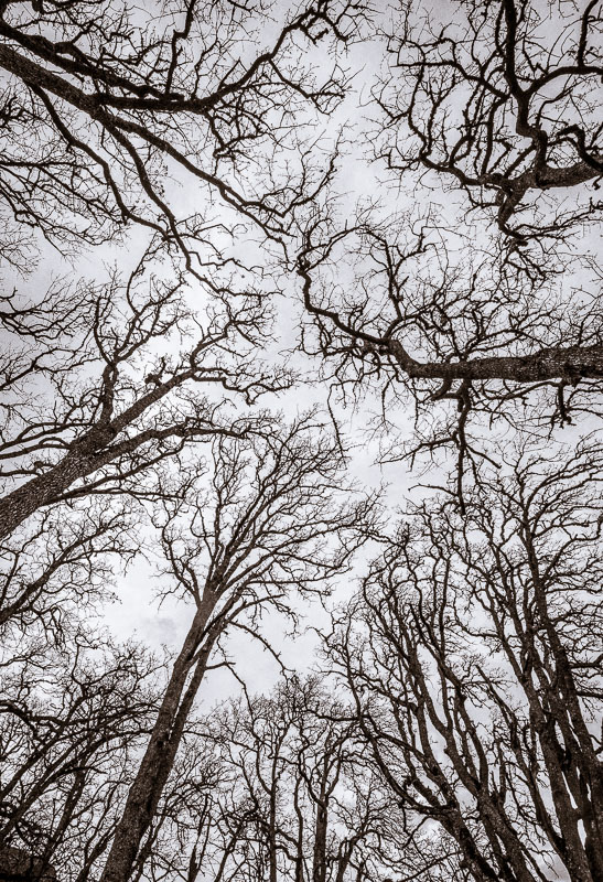 Reaching Skyward, Garry Oak, Coyote Wall, Columbia Gorge, Washington