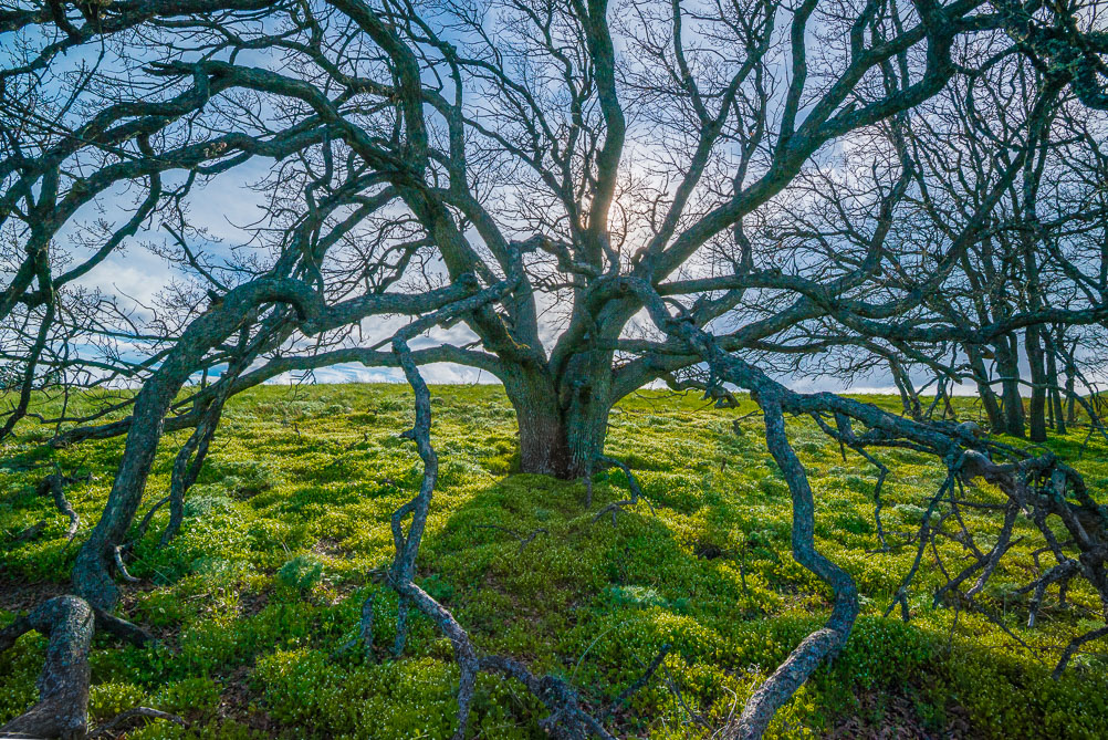 Reaching Branches, Garry Oak, Washington