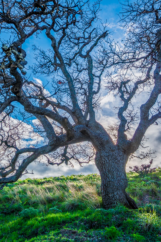 Weathered Arms, Garry Oak, Washington