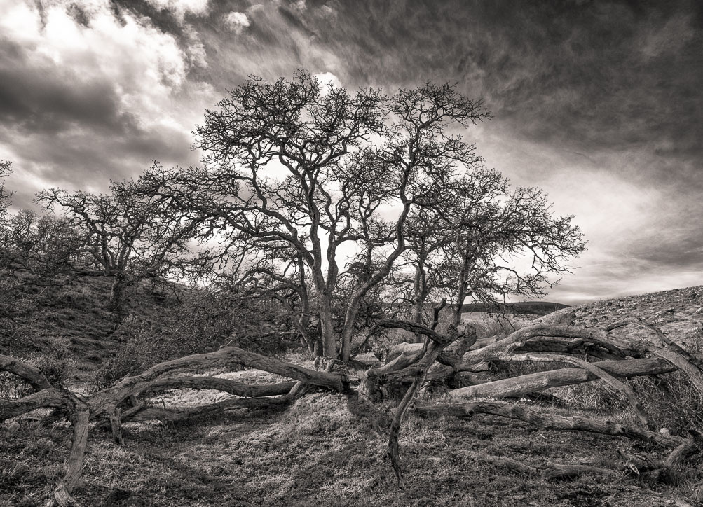 Life Emerging, Garry Oak, Washington