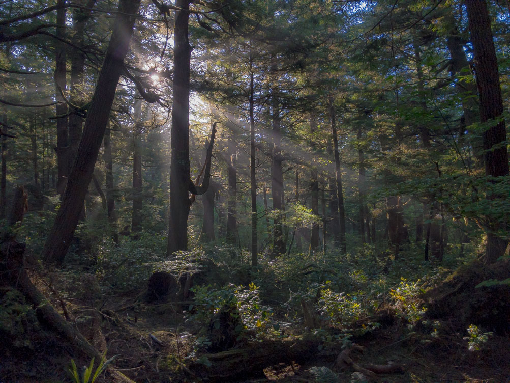 Beautiful Morning for a Hike to Second Beach, La Push, Washington