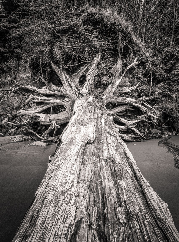 Fallen Beauty, La Push, Washington. Unstable hillside creates many slides here.