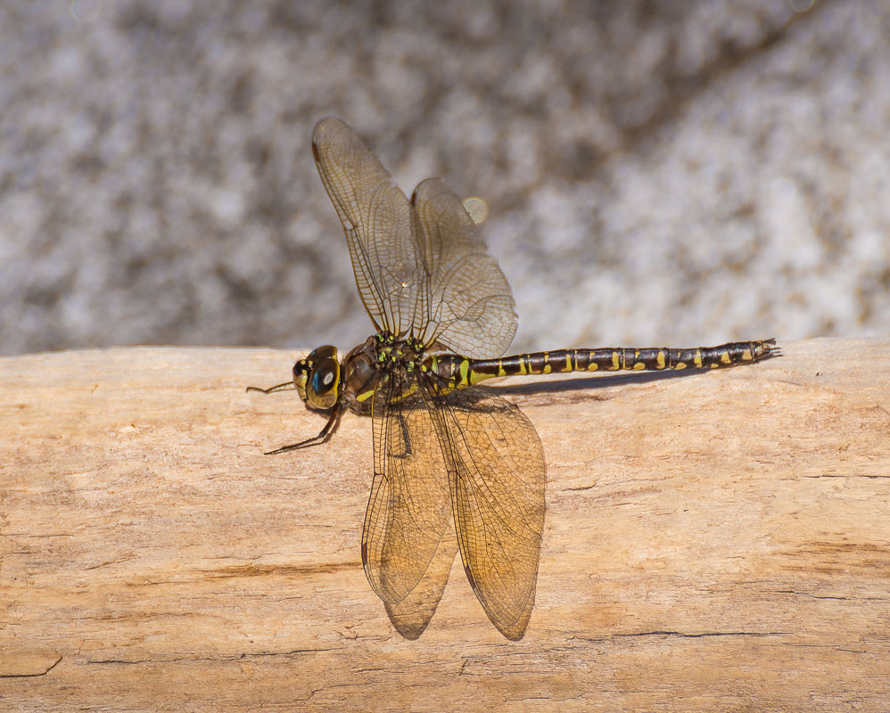 Sunning Dragonfly