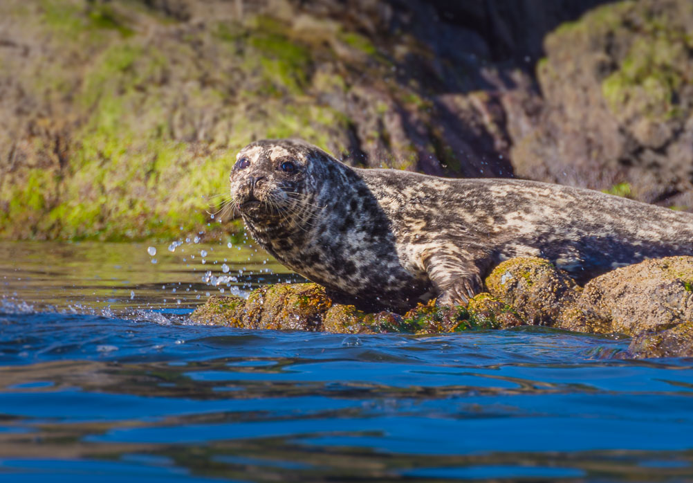 Where did you come from? Startled Harbor Seal on Jervis Inlet