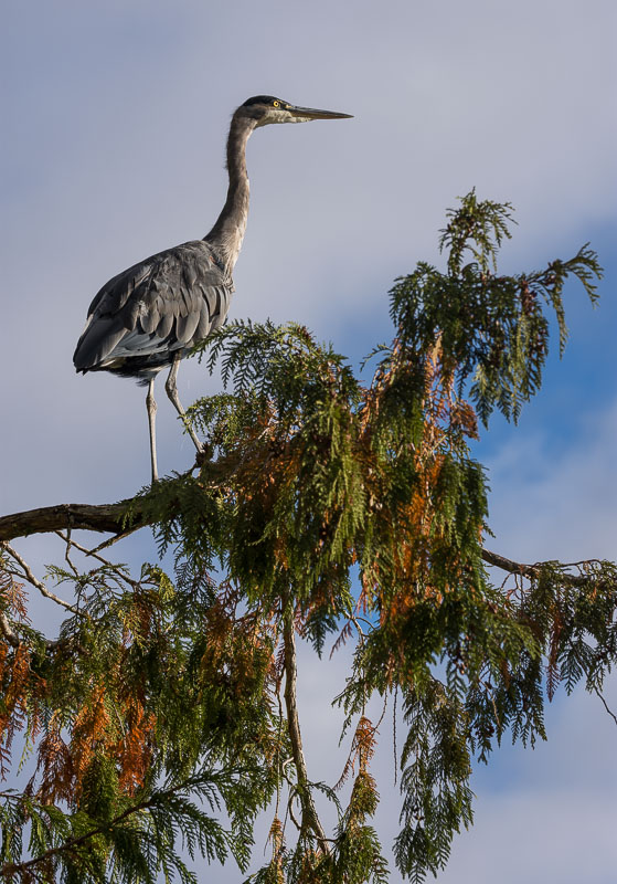 On the Lookout, Great Blue Heron on Skookumchuck Inlet,