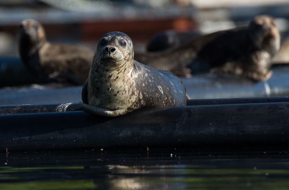 Resting and Regal