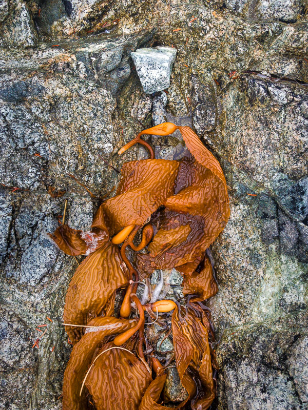Rock Medallion and Kelp
