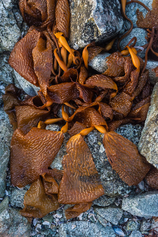 Cool stone and warm kelp waiting for the water to return