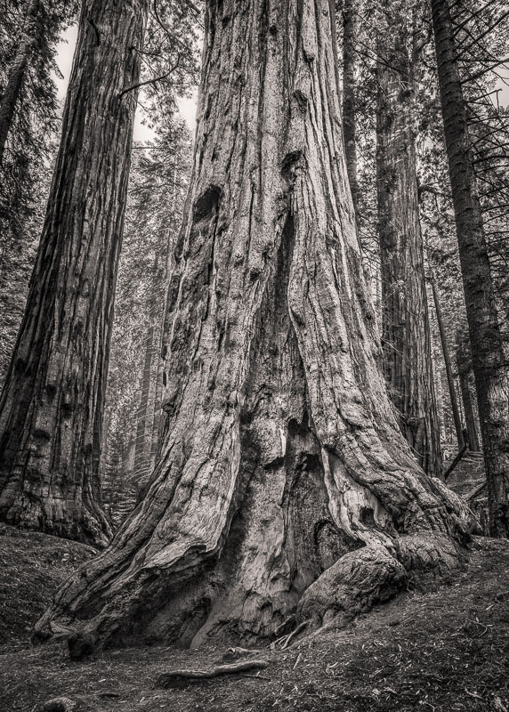 . Noble Beauty, Sequioa National Park, California