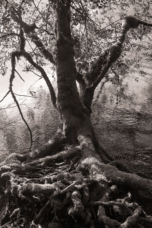 . Red Alder Roots